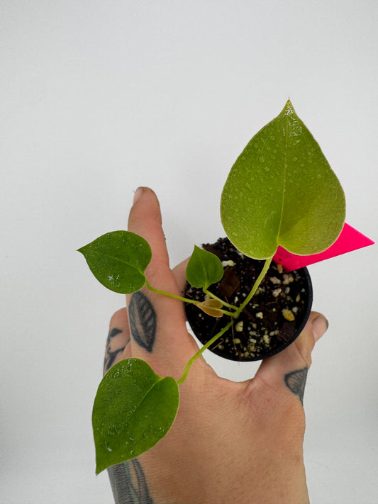 Anthurium Brownii