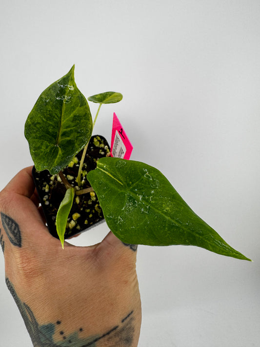 Alocasia Scalprum ‘Aurea’ Variegated #1