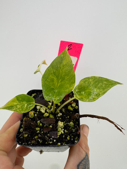 Alocasia Scalprum ‘Aurea’ Variegated #2