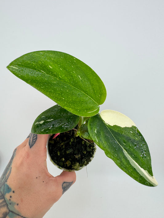 Monstera Standleyana ‘Albo’