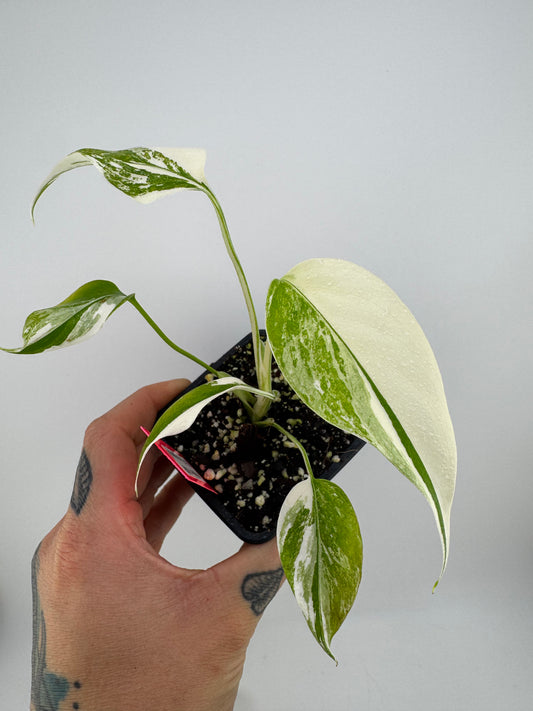 Monstera Deliciosa Variegated Albo (Small Form) #1