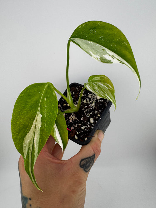Monstera Deliciosa Variegated Albo (Small Form) #2