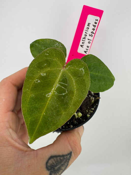 Anthurium Ace Of Spades