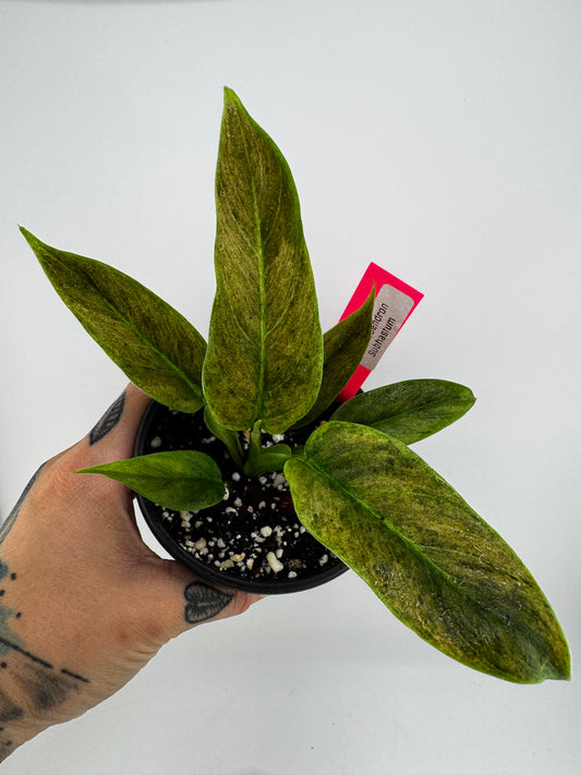 Philodendron Variegated Subhastum