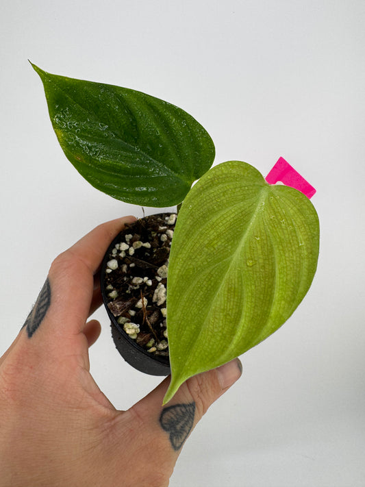 Philodendron Nangaritense ‘Fuzzy Petiole’
