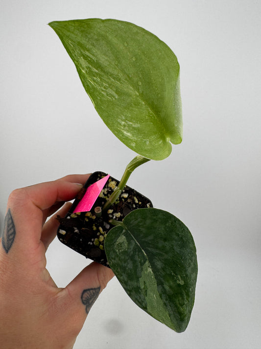 Scindapsus Dark Pictus Variegated