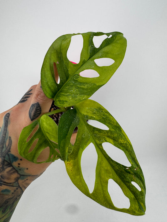 Monstera Adansonii Aurea Variegated