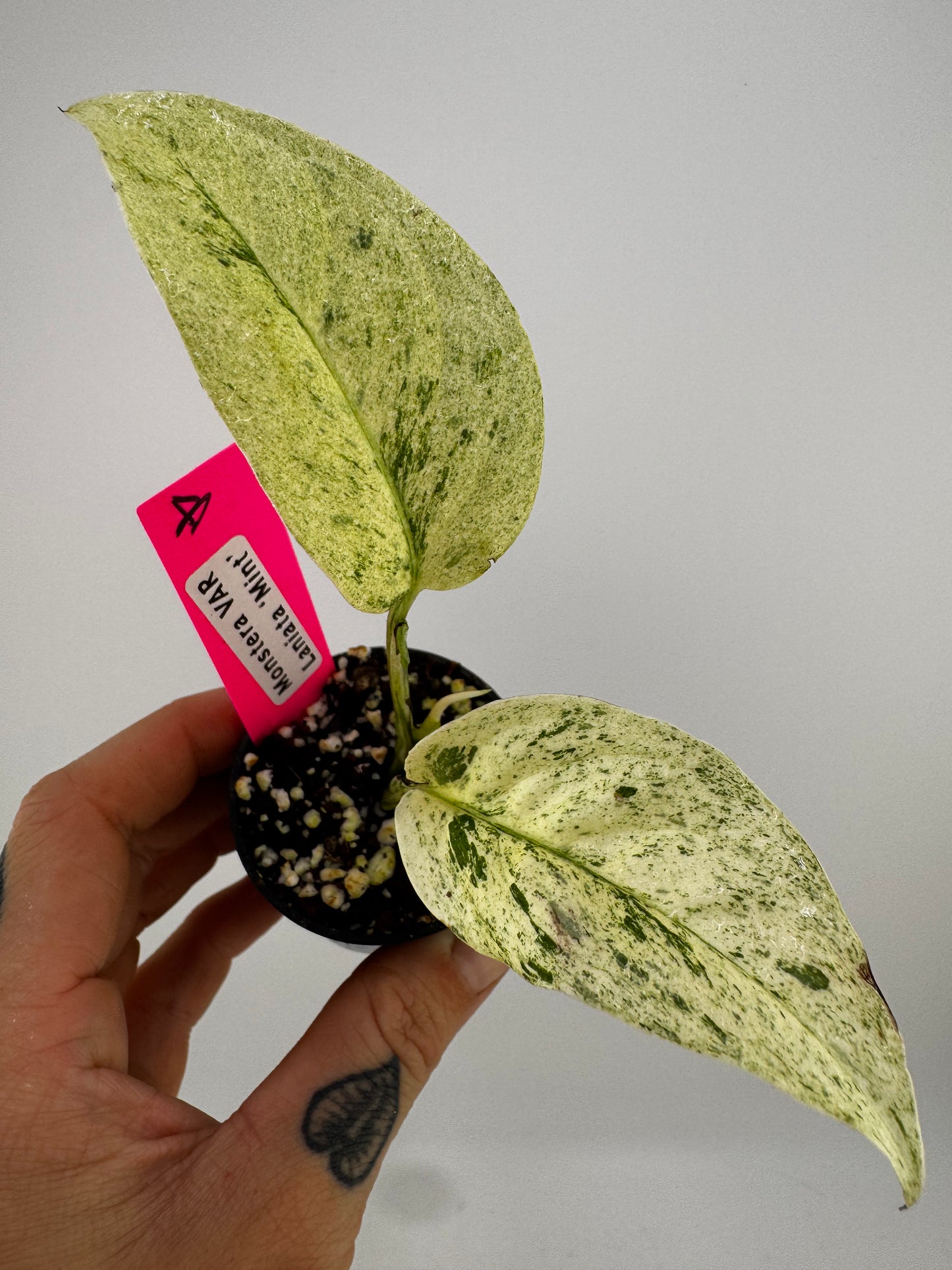Monstera Laniata ‘Mint’ Variegated