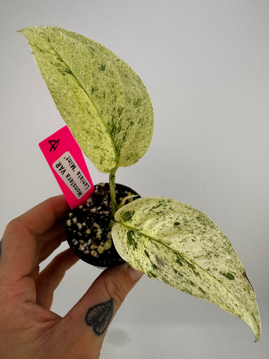 Monstera Laniata ‘Mint’ Variegated