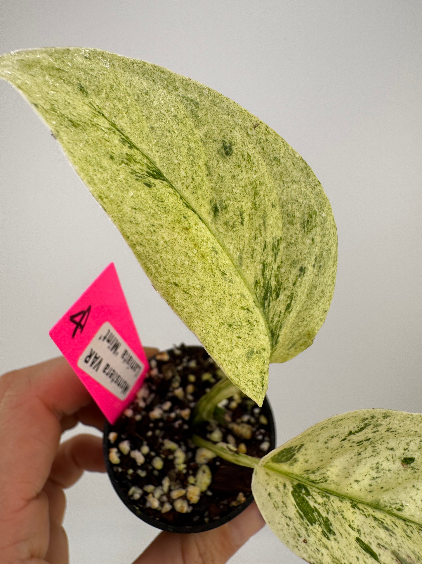Monstera Laniata ‘Mint’ Variegated