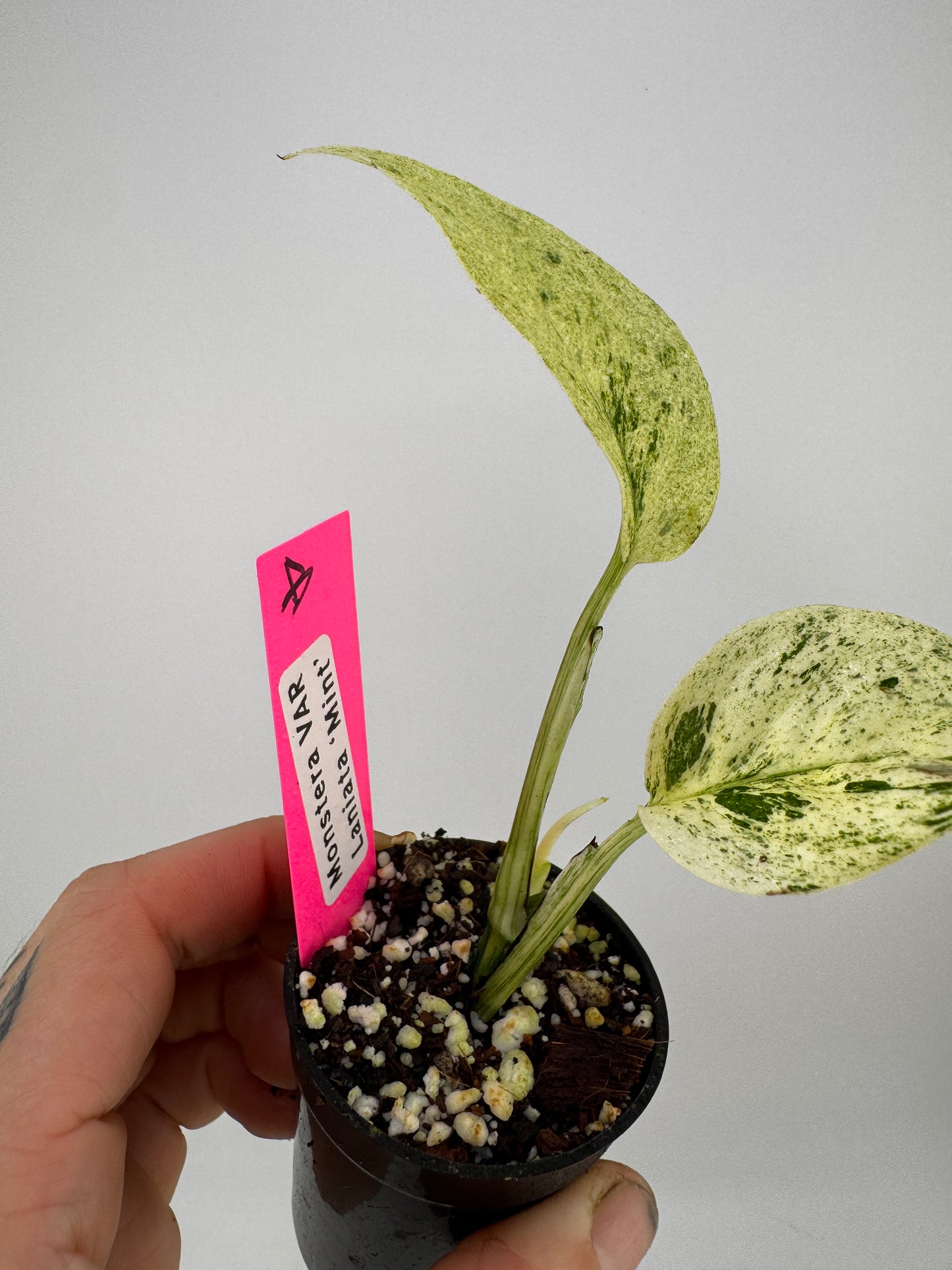 Monstera Laniata ‘Mint’ Variegated