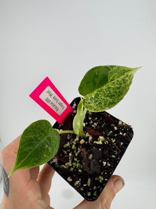 Variegated Alocasia Dragon Scale ‘Mint’