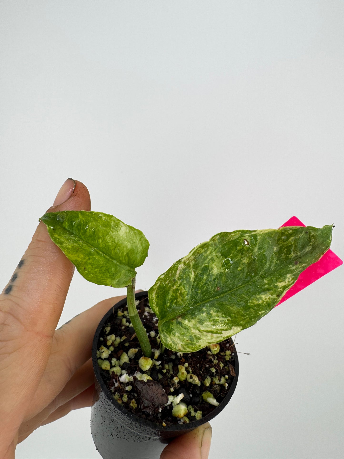 Epipremnum Cebu Blue ‘Ghost’ Variegated