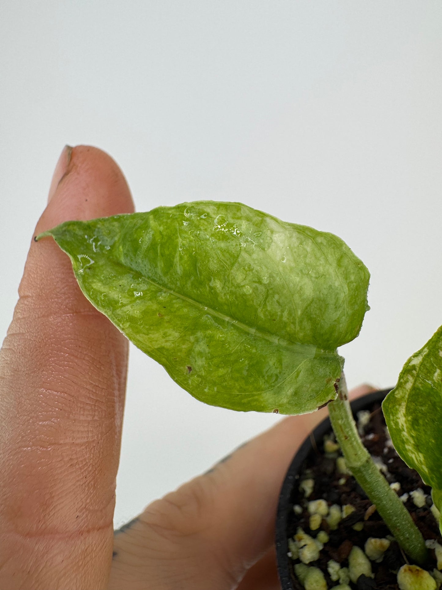 Epipremnum Cebu Blue ‘Ghost’ Variegated