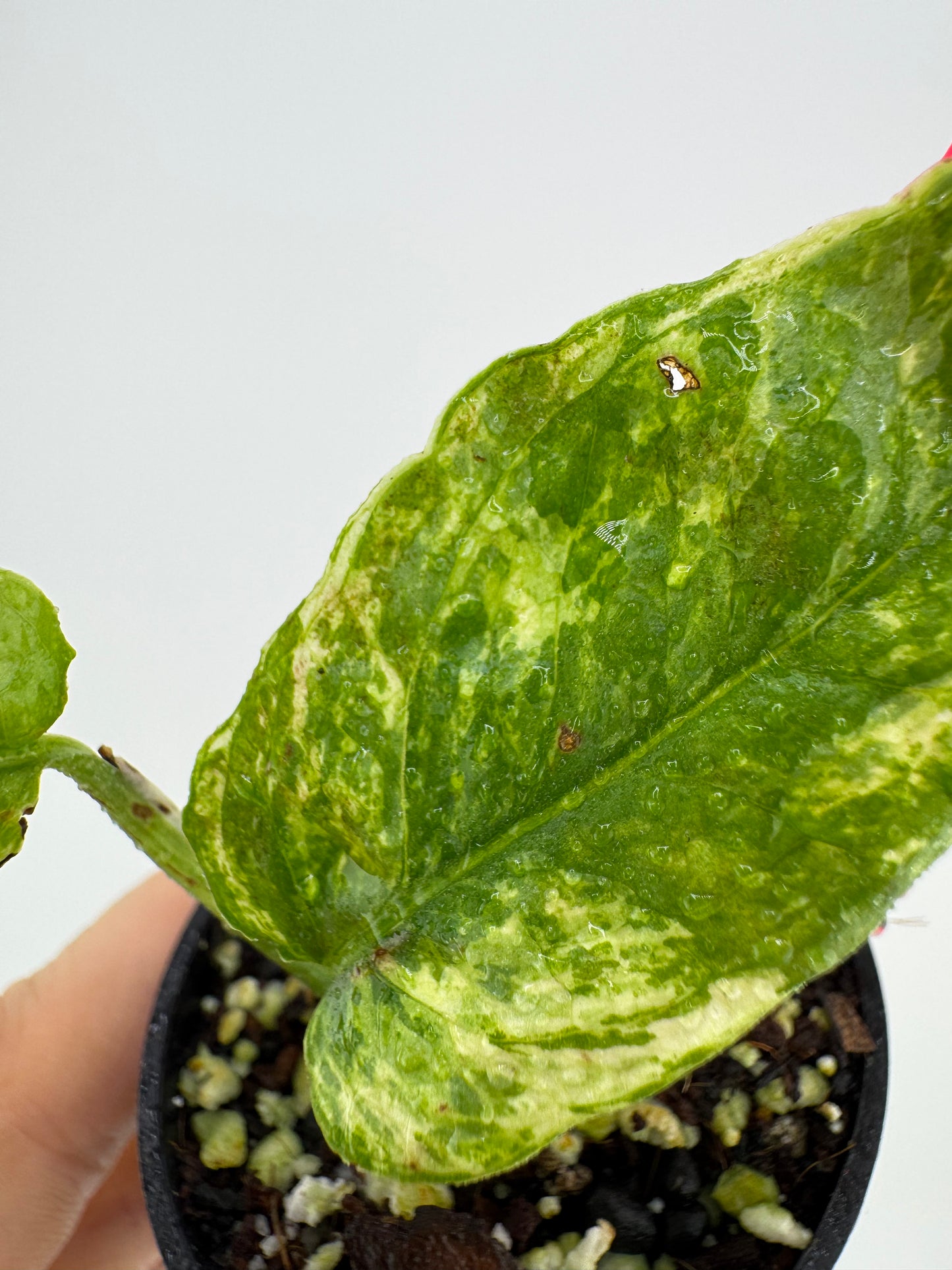 Epipremnum Cebu Blue ‘Ghost’ Variegated