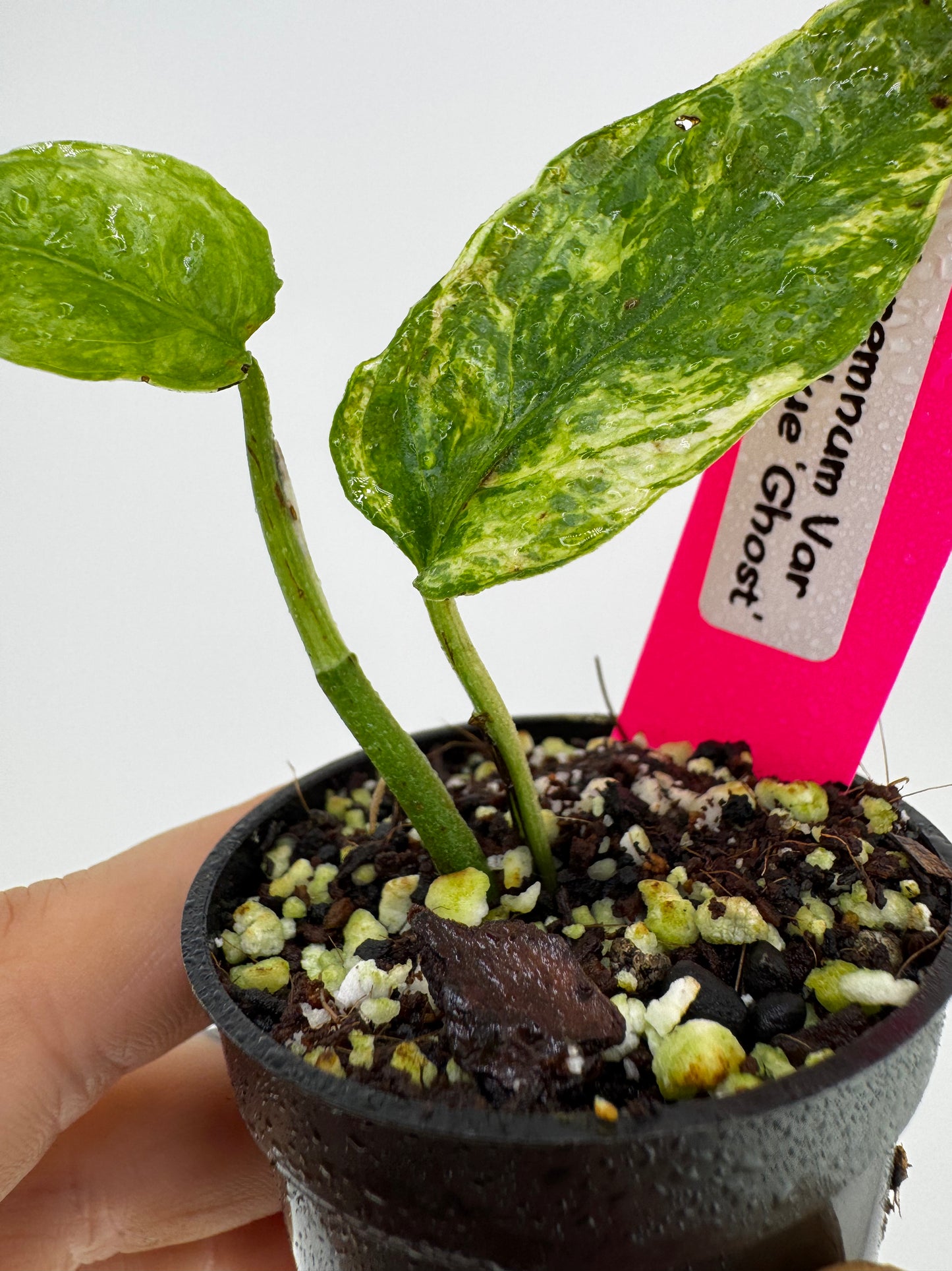 Epipremnum Cebu Blue ‘Ghost’ Variegated