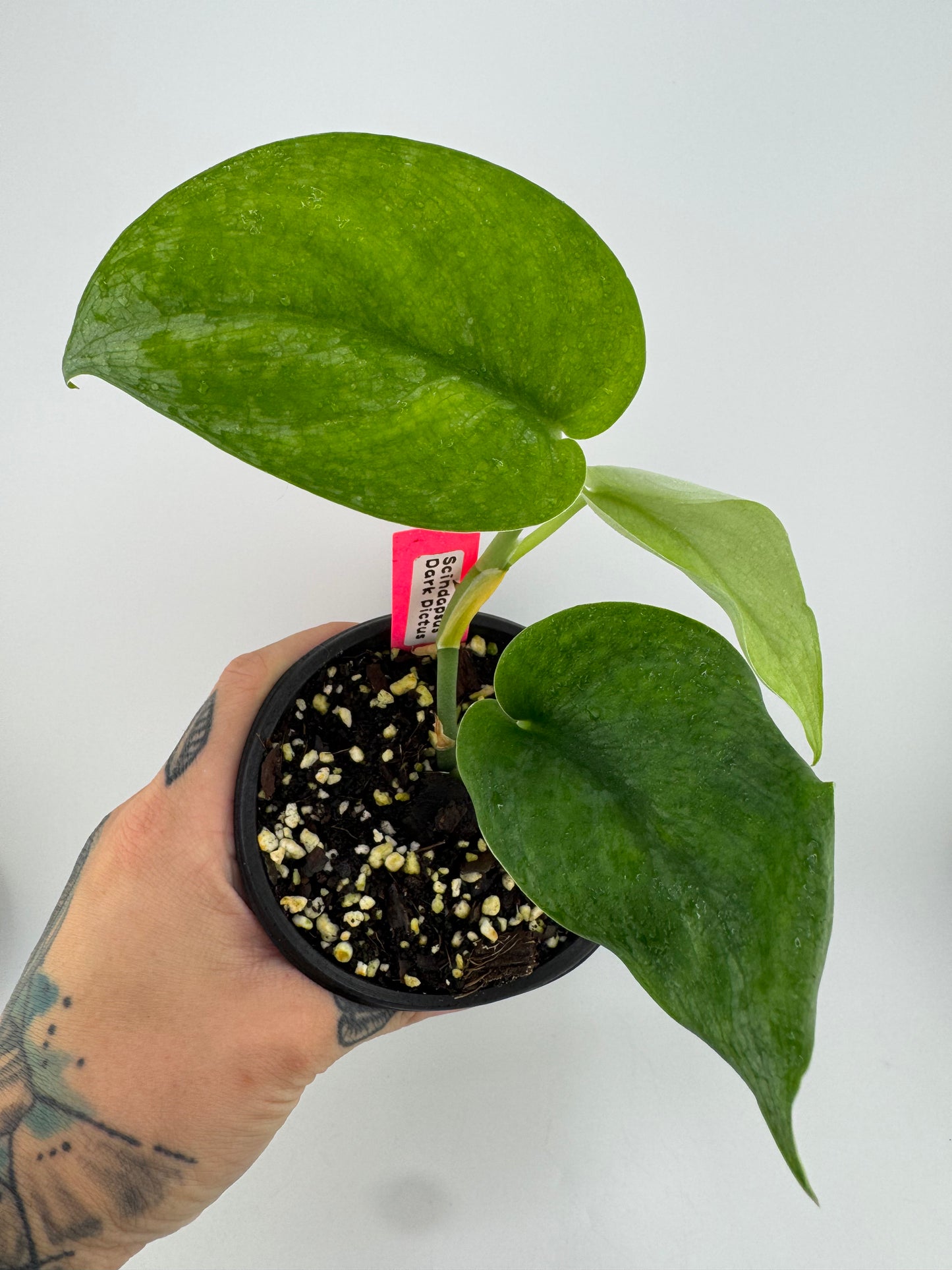 Scindapsus Dark Pictus