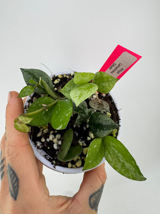 Hoya lacunosa ‘silver’