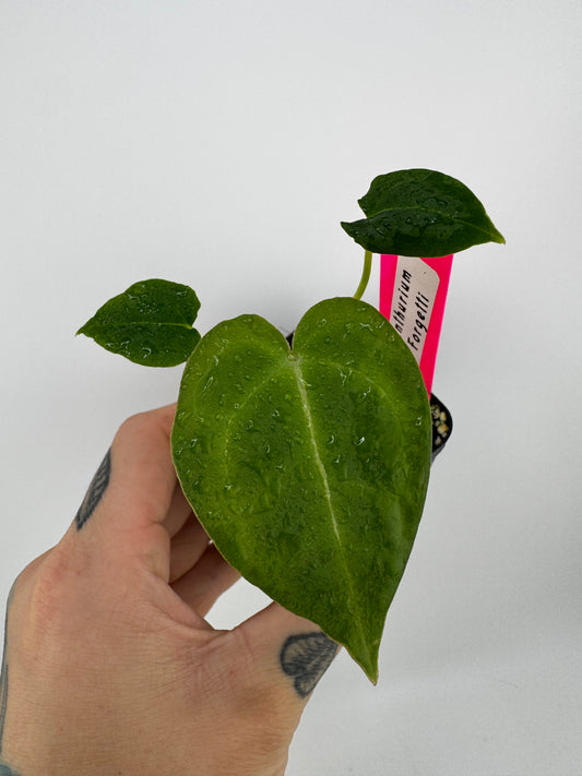 Anthurium Forgetti