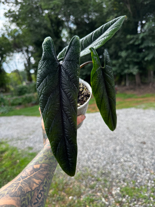 Alocasia Scalprum