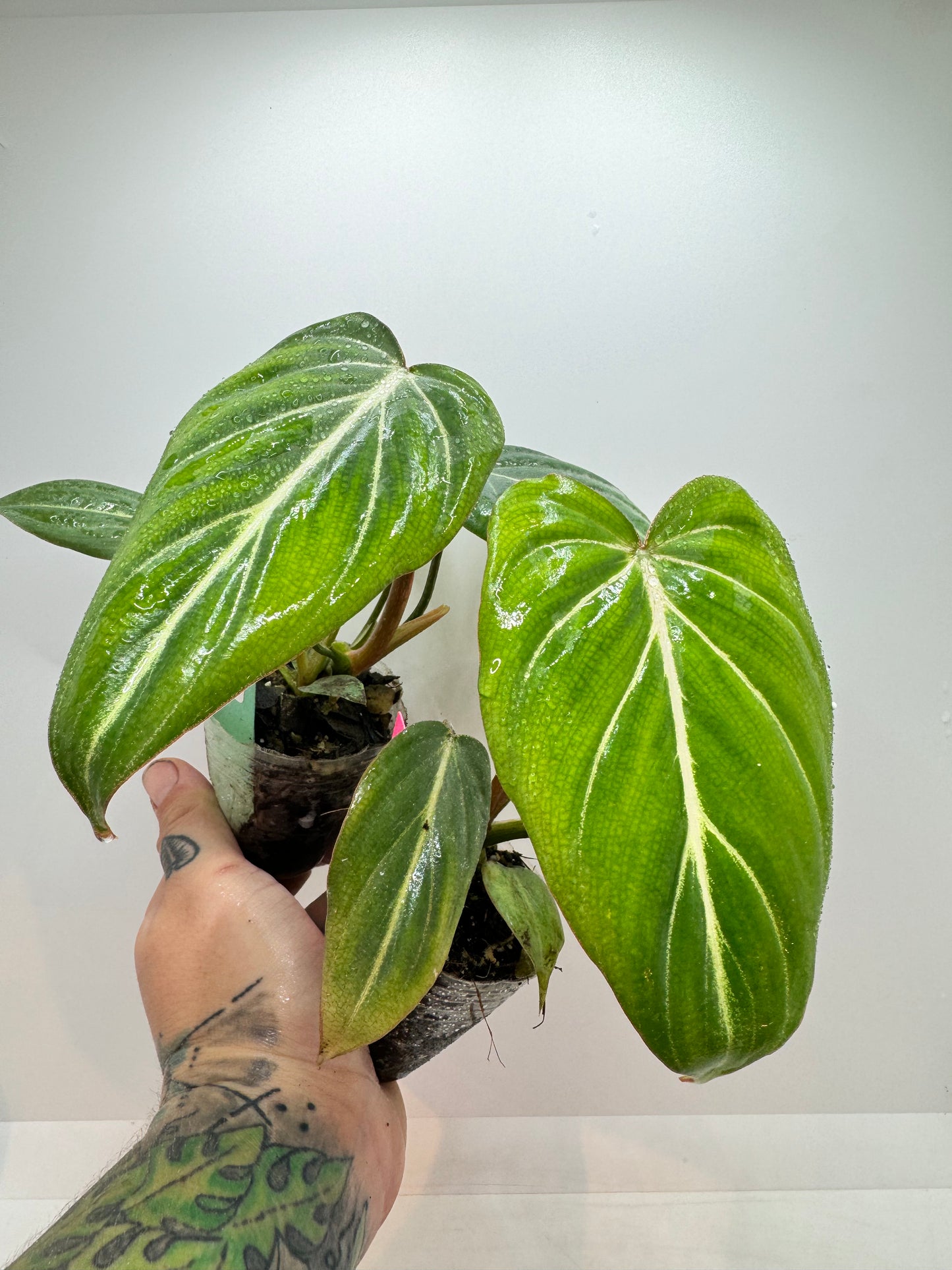 Philodendron Gloriosum ‘D’ shape