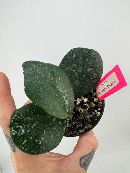 Hoya Obovota Splash