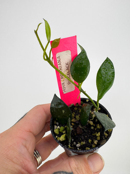 Hoya Krohniana ‘Ridgeback’