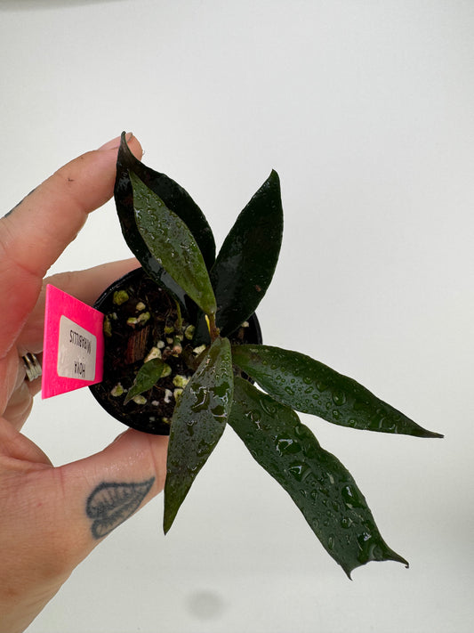 Hoya Mirabilis