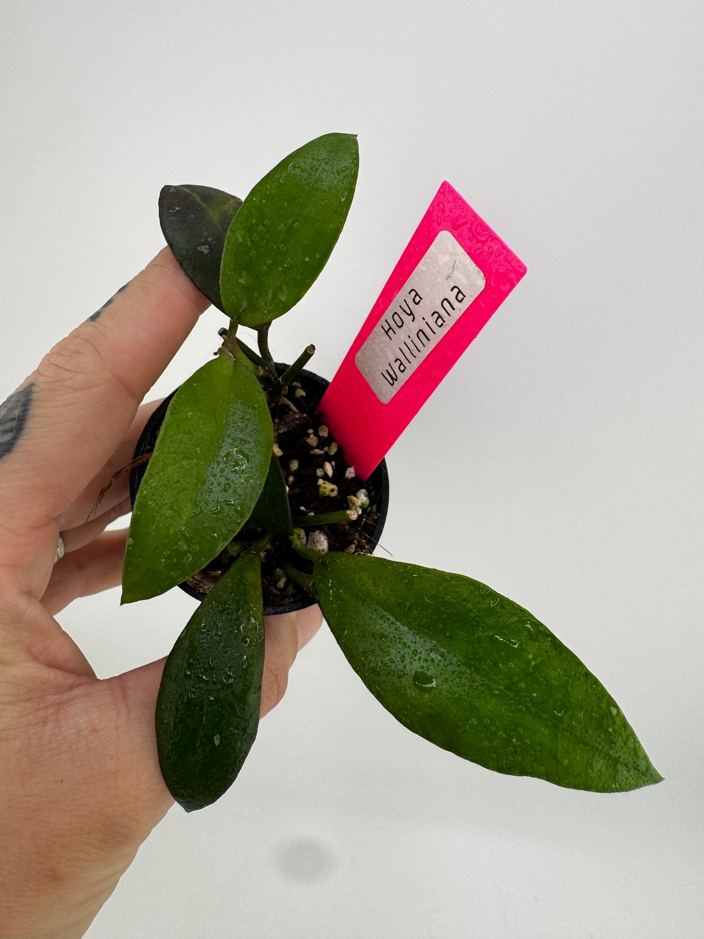 Hoya Walliniana (UT-152)