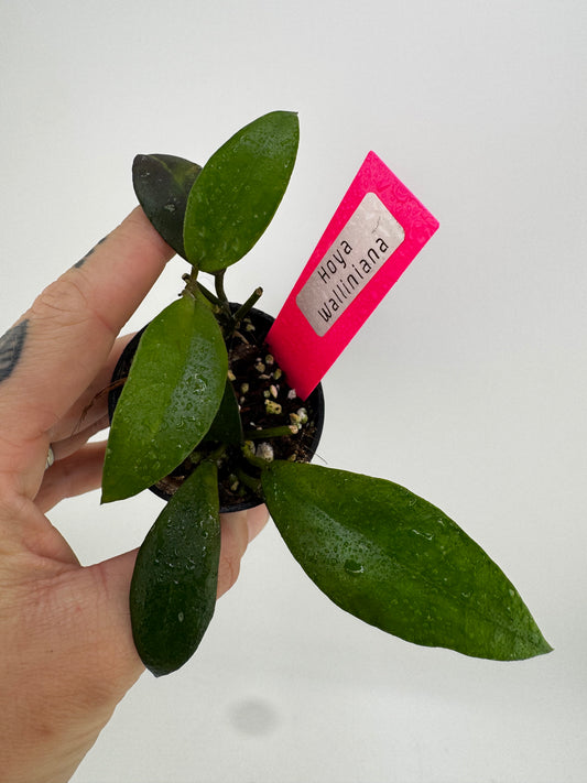 Hoya Walliniana (UT-152)
