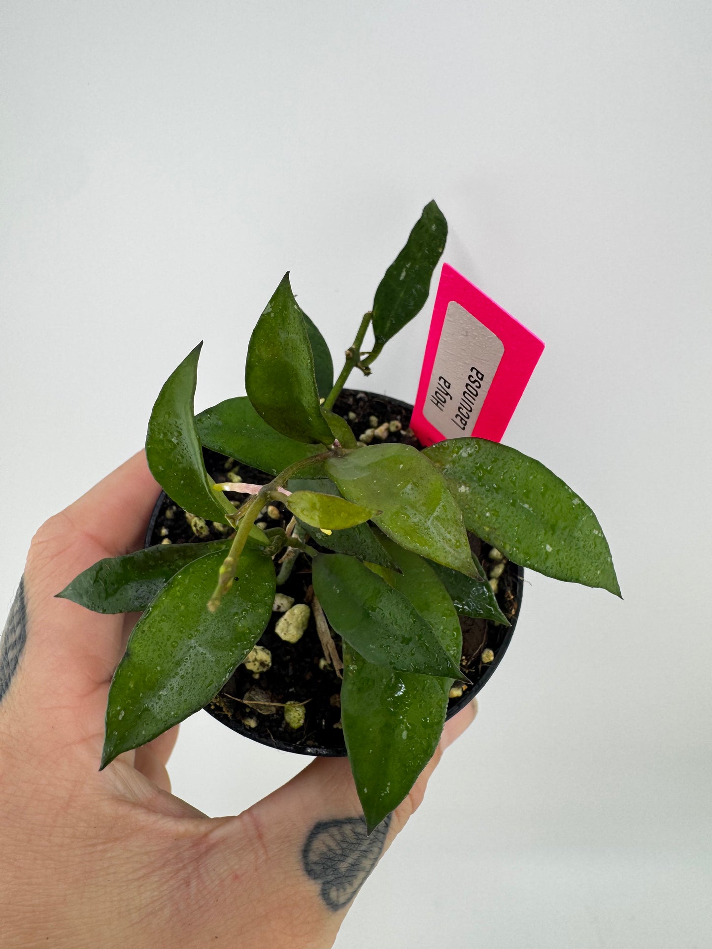 Hoya Lacunosa