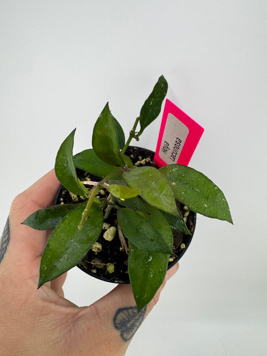 Hoya Lacunosa