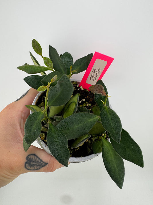 Hoya aff. Burtoniae