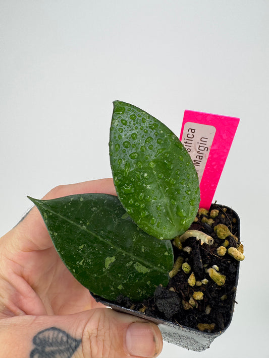 Hoya Parasitica ‘Black Margin’