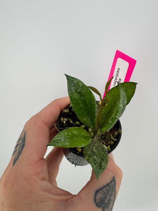 Hoya Lacunosa ‘snow caps’