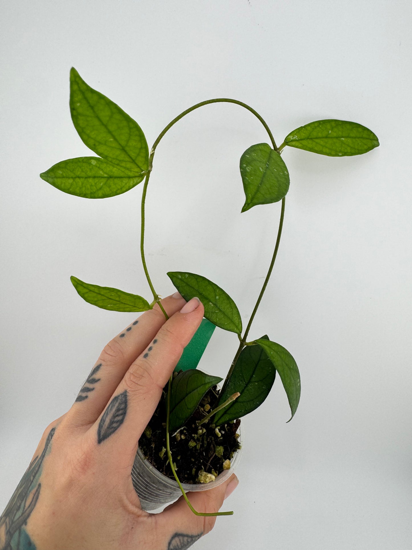 Hoya Crassipetiola Splash