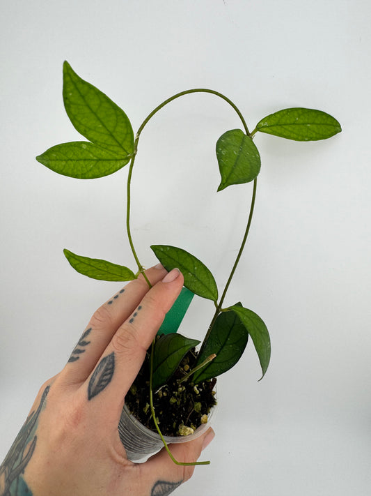 Hoya Crassipetiola Splash