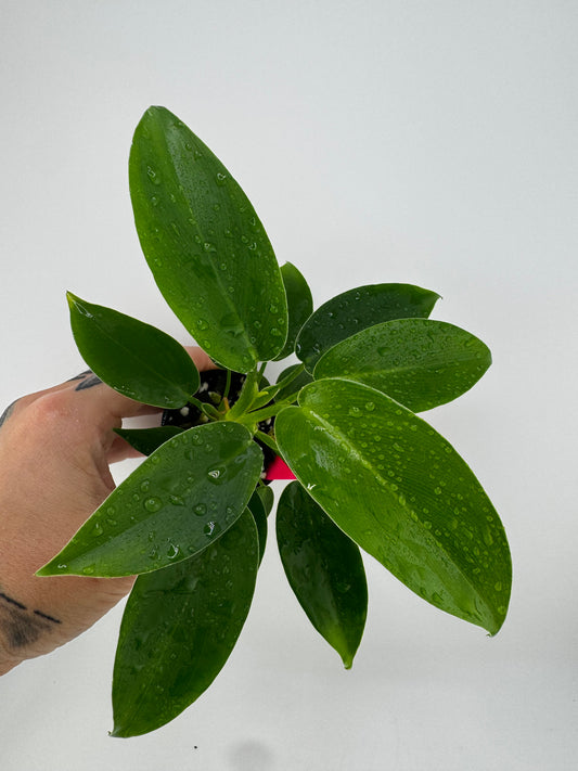 Philodendron Jerry Horne