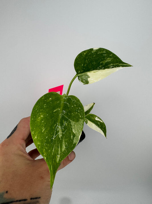 Monstera Variegated Thai Constellation