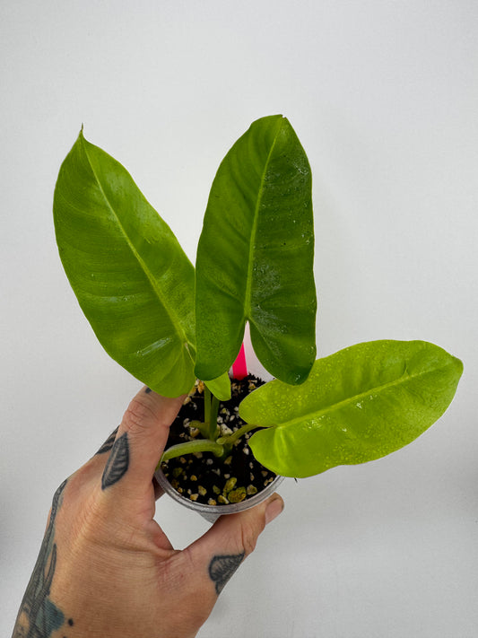 Philodendron Burle Marxe