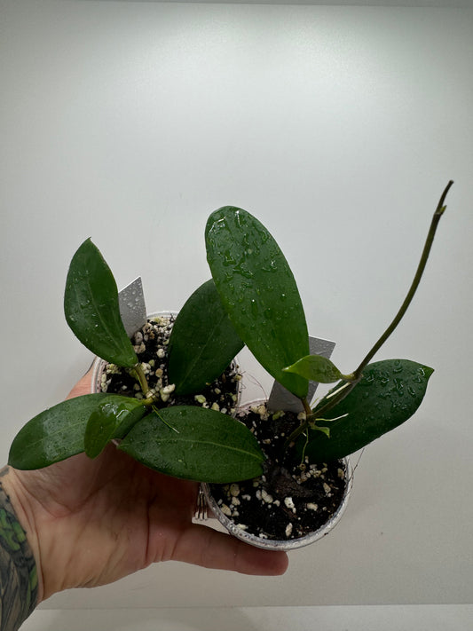 Hoya Merrillii ‘long leaves’