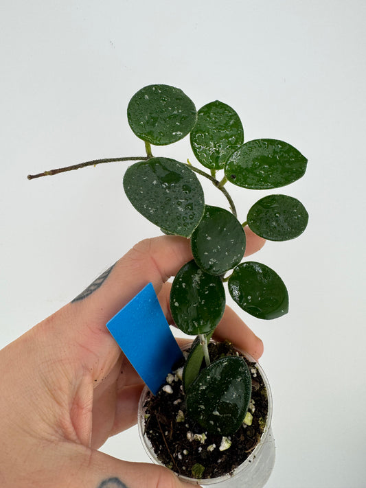 Hoya mathilde splash