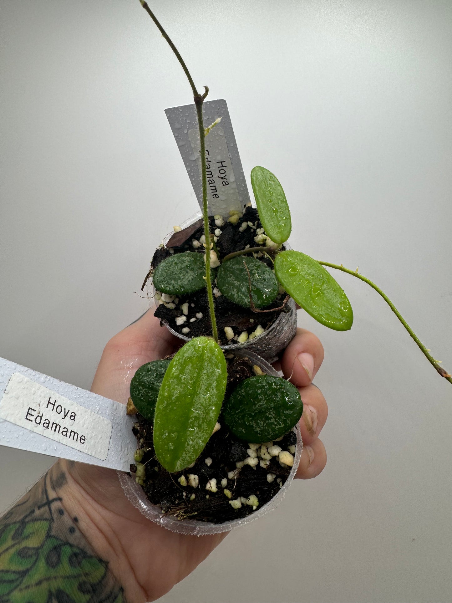 Hoya Edamame (rare tropical)