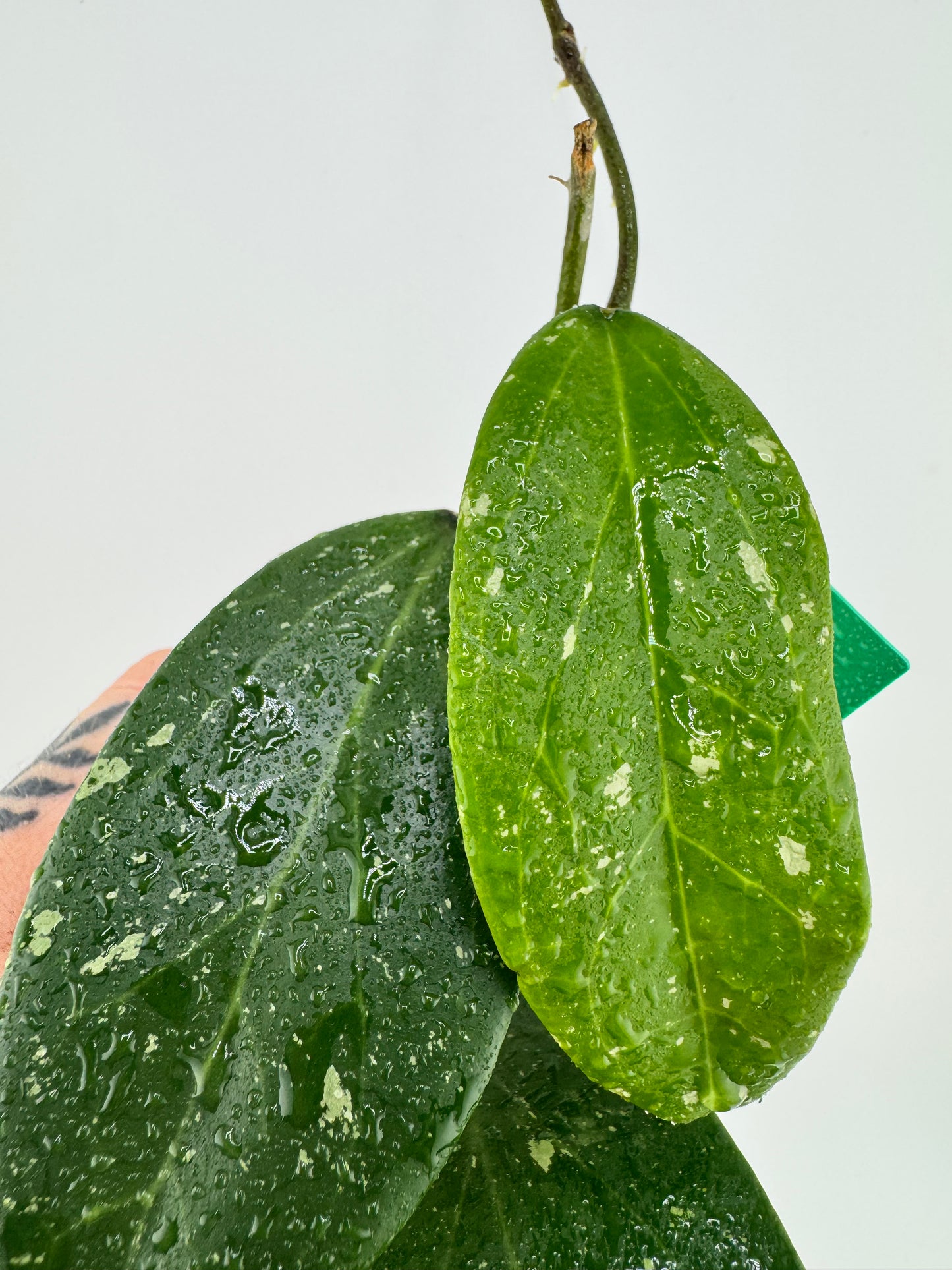 Hoya RHM-112 (LP4 x RHM-001)