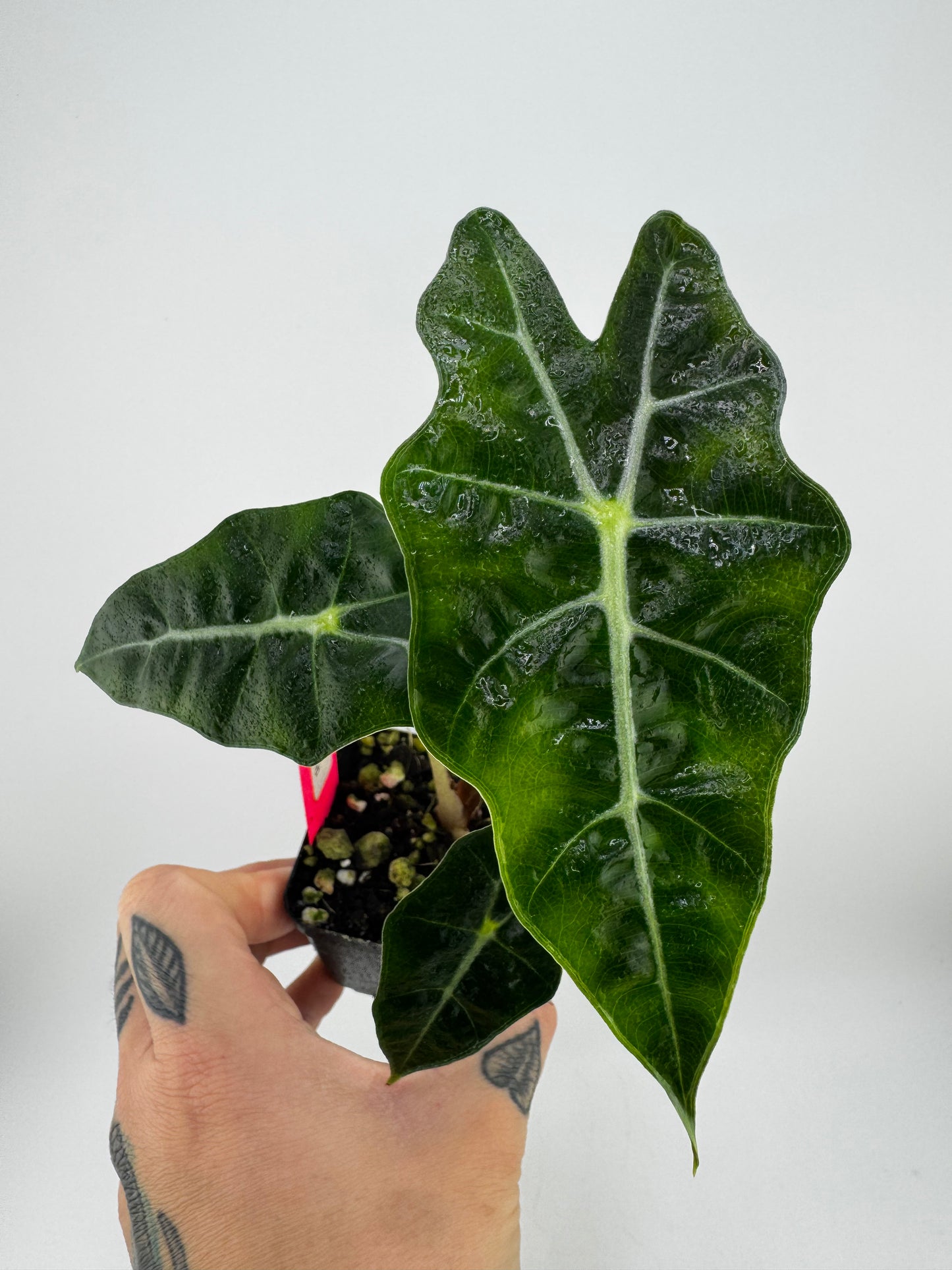 Alocasia Polly