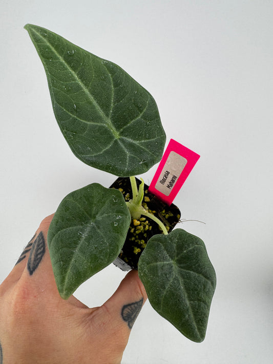 Alocasia Maharni