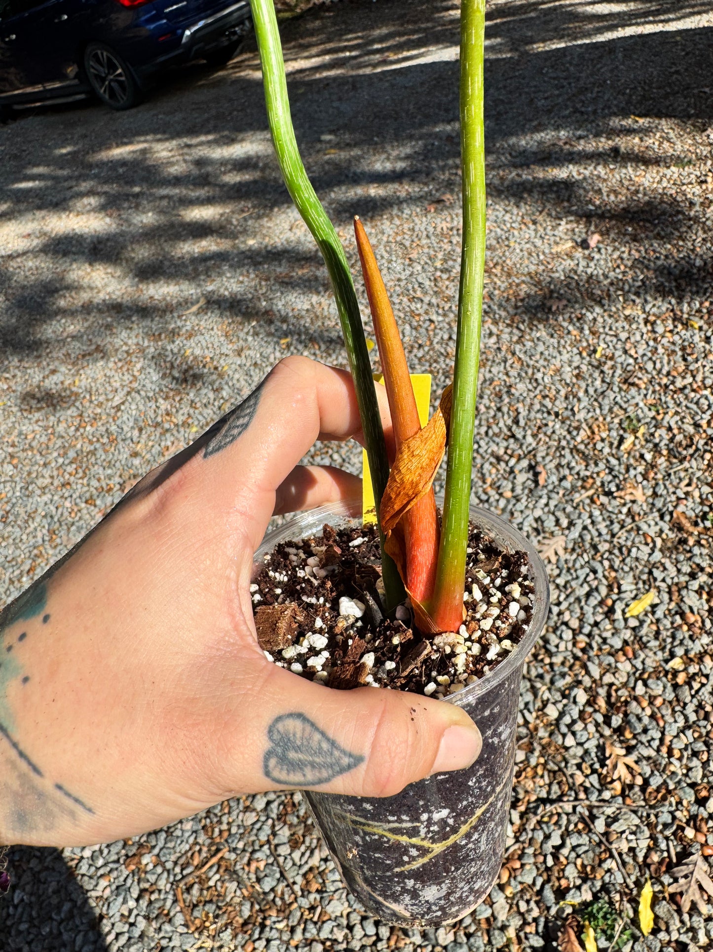 Philodendron Pastazanum