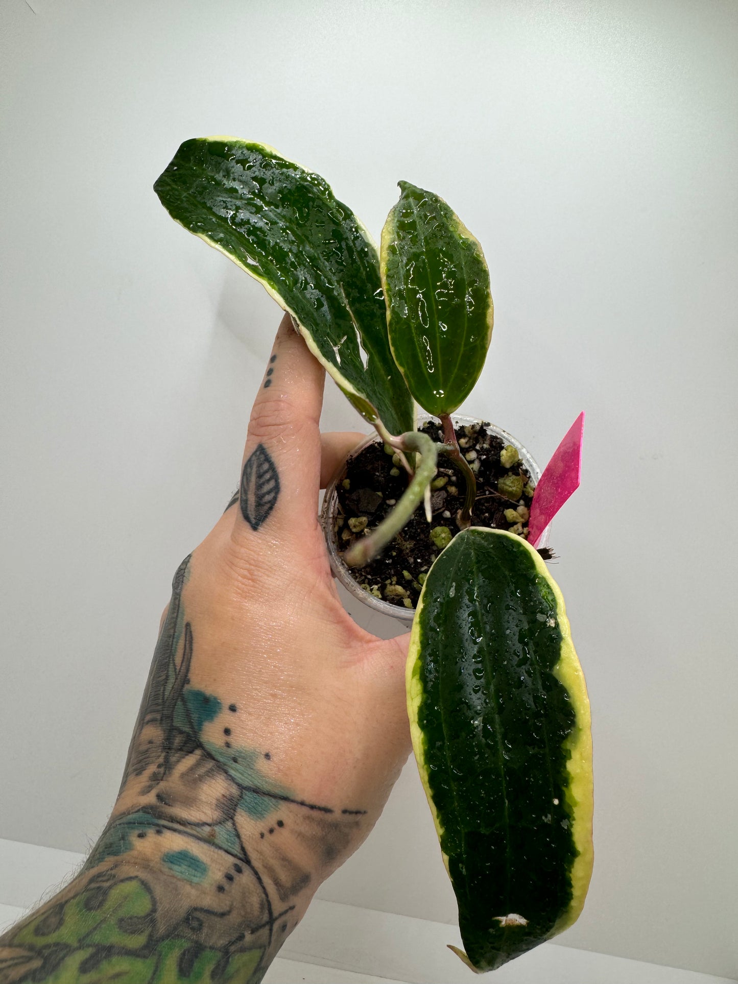 Hoya sp. latifolia outer variegated