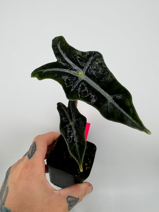 Alocasia Nobilis