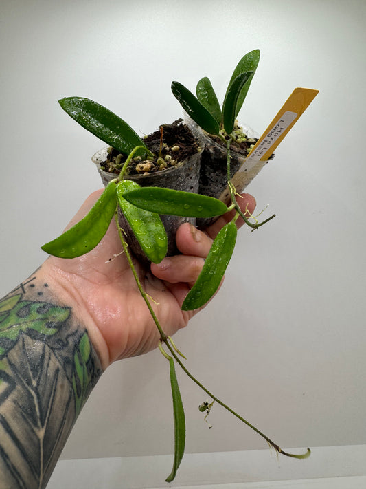 Hoya Lyi ‘long leaves’